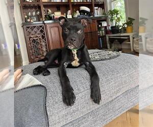 Mutt Dogs for adoption in Denver, CO, USA