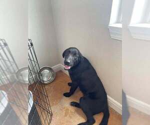 Wirehaired lab Dogs for adoption in Bolivar, MO, USA