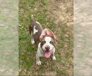 Bulldog Dogs for adoption in Tarrytown, GA, USA