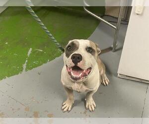 American Pit Bull Terrier Dogs for adoption in Ocala, FL, USA