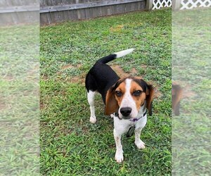 Beagle Dogs for adoption in Shelburne, VT, USA