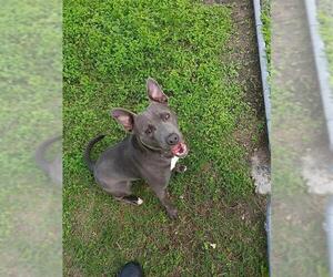 American Pit Bull Terrier-Unknown Mix Dogs for adoption in Corpus Christi, TX, USA