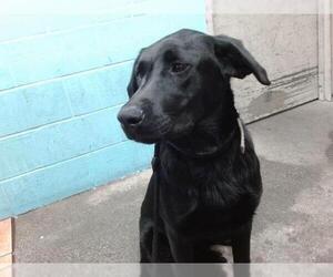 Labrador Retriever Dogs for adoption in Downey, CA, USA