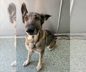 German Shepherd Dog Dogs for adoption in Salisbury, NC, USA