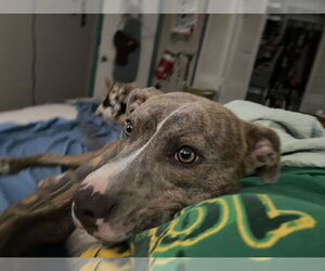 American Pit Bull Terrier-Unknown Mix Dogs for adoption in Chandler, AZ, USA