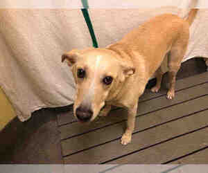 Labrador Retriever-Unknown Mix Dogs for adoption in Forestville, MD, USA