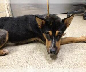 Mutt Dogs for adoption in Riverside, CA, USA