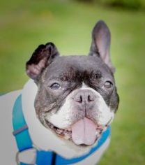 French Bulldog Dogs for adoption in Oceanside, CA, USA