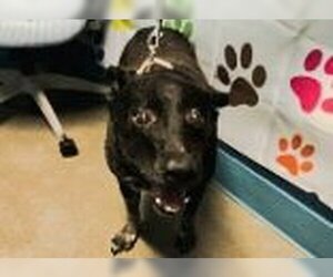 Mutt Dogs for adoption in Houston, TX, USA