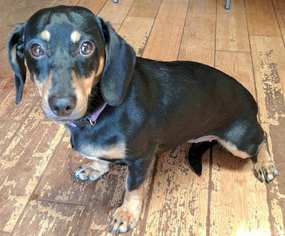 Dachshund Dogs for adoption in Tampa, FL, USA