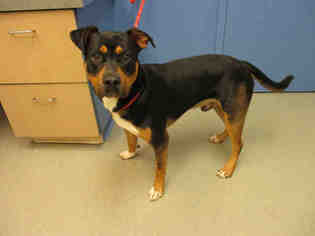 Rottweiler-American Pit Bull Terrier Dogs for adoption in Pueblo, CO, USA