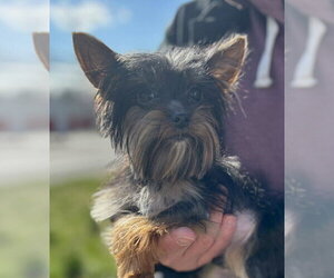 Medium Photo #1 Mutt Puppy For Sale in Matawan, NJ, USA