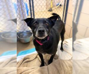 Labrador Retriever-Unknown Mix Dogs for adoption in Fort Wayne, IN, USA