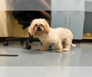 Lhasa Apso Dogs for adoption in Denver, CO, USA