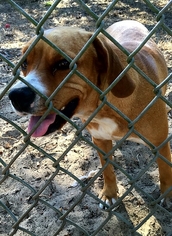 Bogle Dogs for adoption in Melrose, FL, USA
