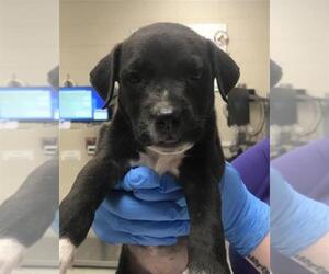 Labrador Retriever Dogs for adoption in Conroe, TX, USA