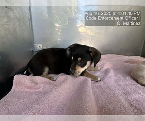 Chihuahua-Unknown Mix Dogs for adoption in Naples, FL, USA