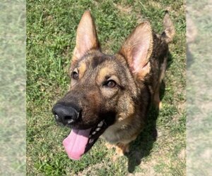 German Shepherd Dog-Unknown Mix Dogs for adoption in Plano, TX, USA