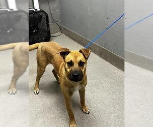 German Shepherd Dog-Unknown Mix Dogs for adoption in Las Vegas, NV, USA