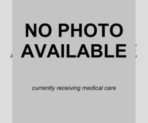 Mutt Dogs for adoption in San Antonio, TX, USA