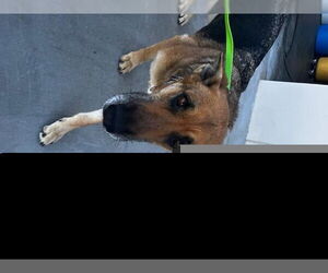German Shepherd Dog Dogs for adoption in HESPERIA, CA, USA