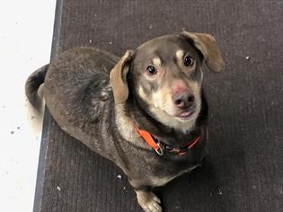 Dorgi Dogs for adoption in Akron, OH, USA