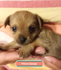 Medium Photo #1 Pomeranian-Unknown Mix Puppy For Sale in Colton, CA, USA