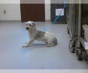 Miniature Schnauzer-Unknown Mix Dogs for adoption in Fayetteville, NC, USA