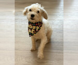 Poodle (Miniature)-Unknown Mix Dogs for adoption in Sandy, UT, USA