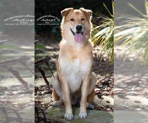 Golden Shepherd Dogs for adoption in Tampa, FL, USA