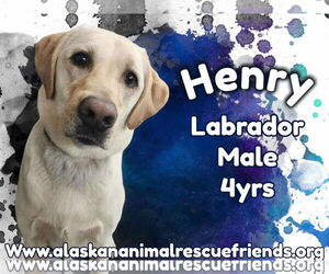 Labrador Retriever Dogs for adoption in Anchorage, AK, USA