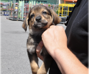 Mutt Dogs for adoption in Brooklyn, NY, USA