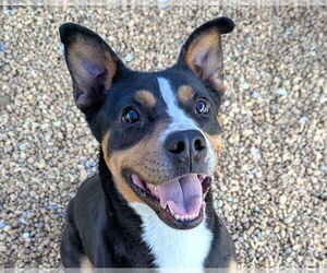 Mutt Dogs for adoption in Anniston, AL, USA