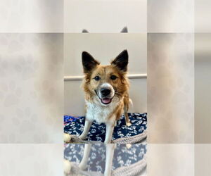 Mutt Dogs for adoption in Weaverville, NC, USA