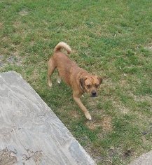 Puggle Dogs for adoption in Baraboo, WI, USA