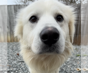 Great Pyrenees-Unknown Mix Dogs for adoption in Thomasville, NC, USA