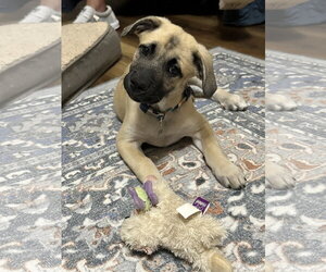 Medium Photo #1 Black Mouth Cur-Unknown Mix Puppy For Sale in Ball Ground, GA, USA