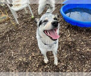 Mutt Dogs for adoption in McKinleyville, CA, USA