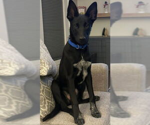 Mutt Dogs for adoption in Kansas City, MO, USA