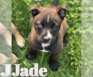 Huskies -Rottweiler Mix Dogs for adoption in Clarkston, MI, USA