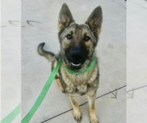 German Shepherd Dog-Unknown Mix Dogs for adoption in Westwood, NJ, USA