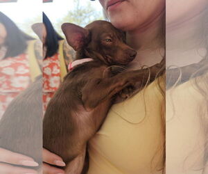 Chiweenie Dogs for adoption in Chico, CA, USA
