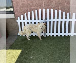 Siberian Husky-Unknown Mix Dogs for adoption in Modesto, CA, USA