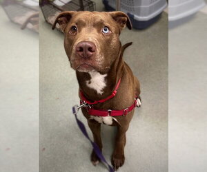 Labrador Retriever-Unknown Mix Dogs for adoption in Boston, MA, USA