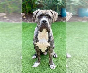 Mastiff-Unknown Mix Dogs for adoption in Mission Viejo, CA, USA