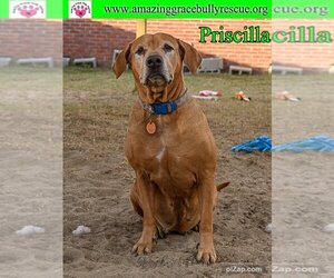 Mastiff-Unknown Mix Dogs for adoption in Pensacola, FL, USA