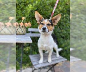 Beagle Dogs for adoption in Palo Alto, CA, USA