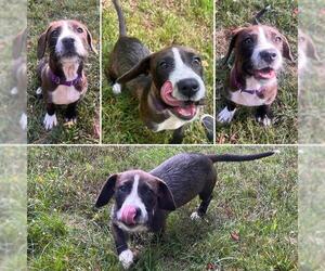 Labrador Retriever-Unknown Mix Dogs for adoption in Brewster, MA, USA