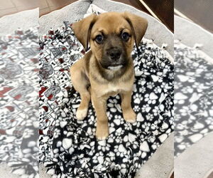 Mutt Dogs for adoption in Springdale, PA, USA