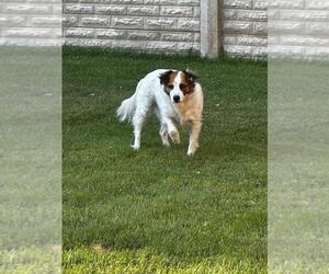 Collie-Unknown Mix Dogs for adoption in Sandy, UT, USA